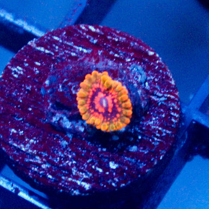 Grand Master Krakatoa Zoanthid