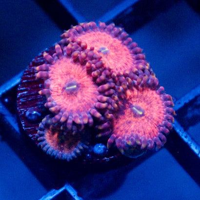 Amber Days Zoanthid