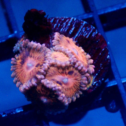 Pink Dream Zoanthid