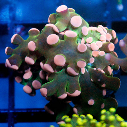 JC Pink Tip Octo