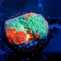 JC Rainbow Miami Chalice