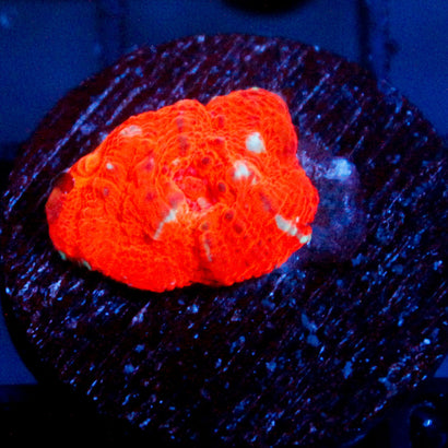 JC Citrus Scream Chalice