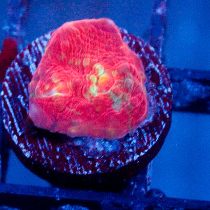 Shattered Earth Chalice