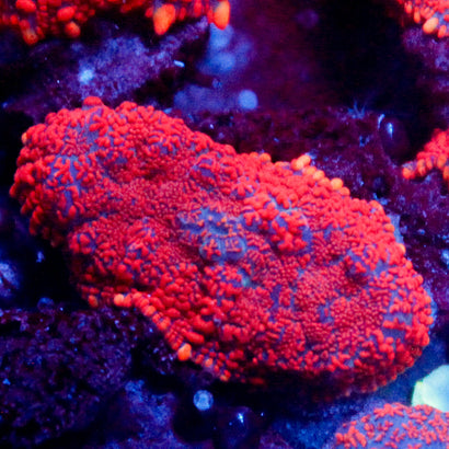 JC Red Rise Rhodactis Mushroom