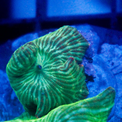 JC Watermelon Ring Mushroom