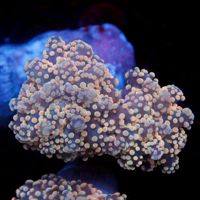 JC Peach Tip Octo