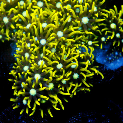 JC GSP