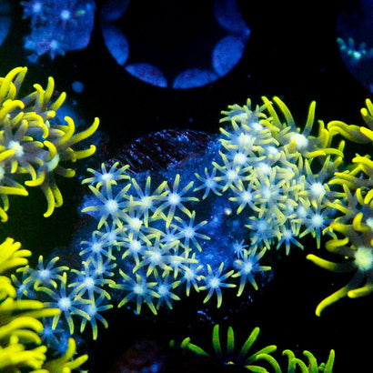 JC Star Polyp