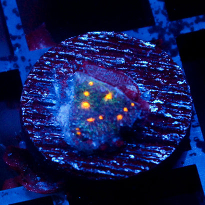 John Deere Psammocora