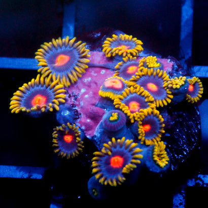 Gold Burn Zoanthid