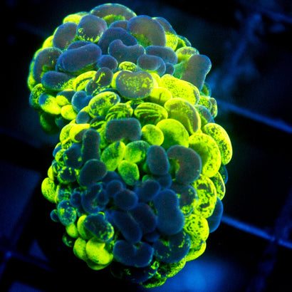 JC Ultra Splatter (2 Heads