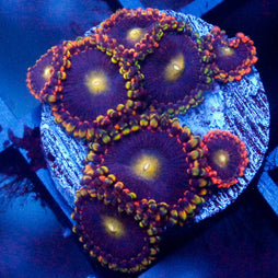 JC Rainbow Camp Fire Seduction Zoanthid