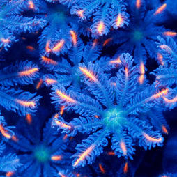 JC Orange Clove Polyp