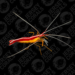 Skunk Cleaner Shrimp