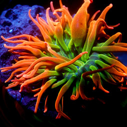 JC Colorado Sunburst Anemone FULL AQUACULTURE