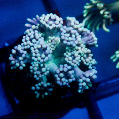 JC Sky Blue Rainbow Goni