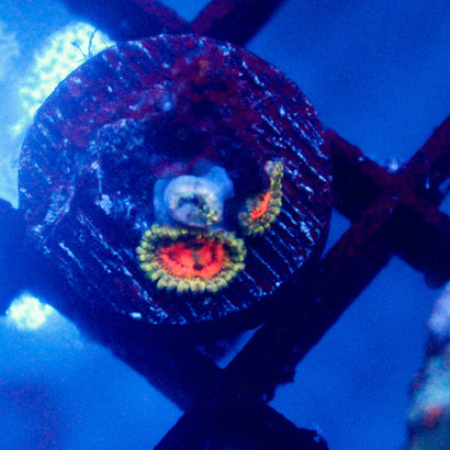 Rainbow incinerator Zoanthid