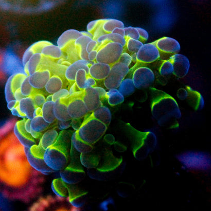 JC Blue Blast Hammer