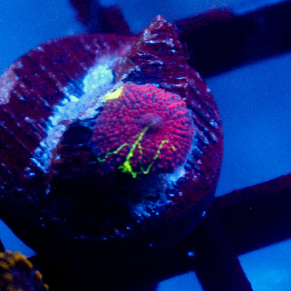 JC Ultra Neon Streak Eclectus