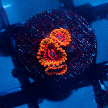 Grand Master Krakatoa Zoanthid 3 Polyps