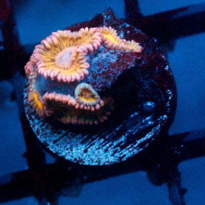 JC Pink seam Zoanthid