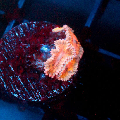 JC Rando Zoanthids