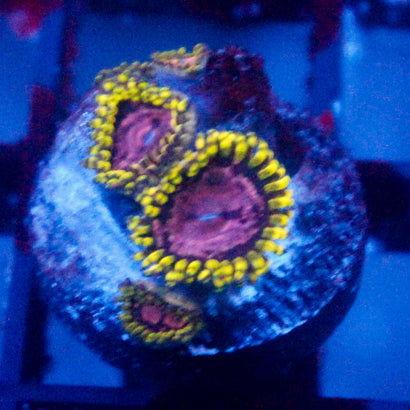 JC Purple Monster Zoanthid