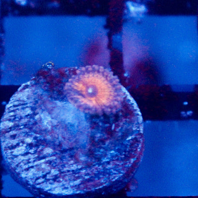 JC Amber Bliss Zoanthid