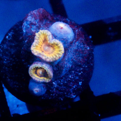 JC Stratocaster Zoanthid