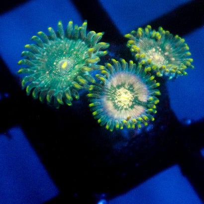 JC Utter Blue Razz Zoanthid