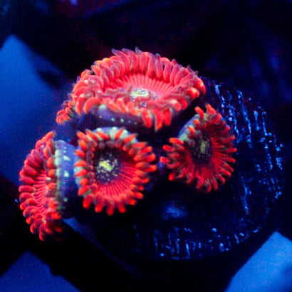JC Magicians Zoanthid