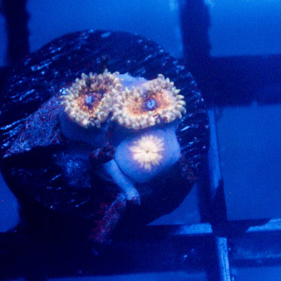 JC Pichu Zoanthid