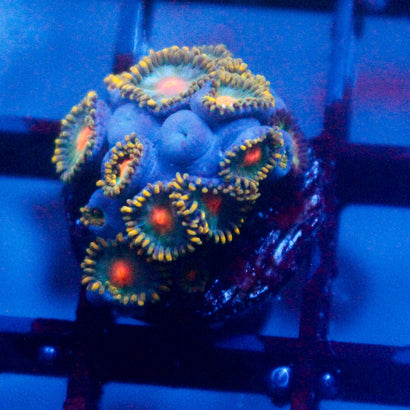 JC Saturn Zoanthid Mini Colony