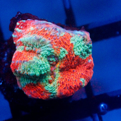 JC Caribbean Dream Chalice