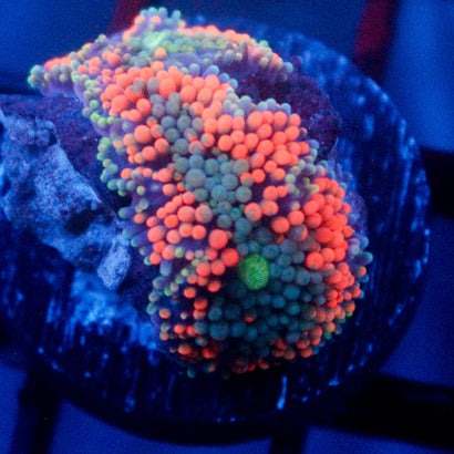 JC Orange Sherbet Ricordea Mushroom