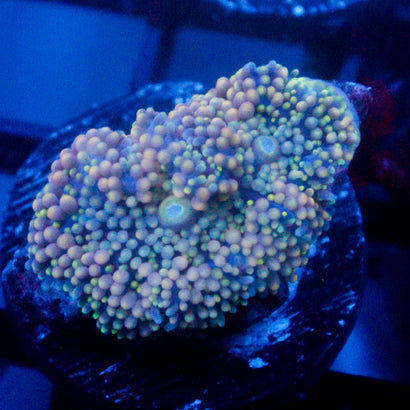 JC Teal Temple Ricordea Mushroom