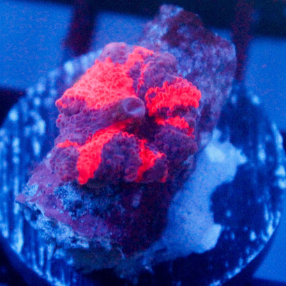 JC Ultra Deadpool Mushroom