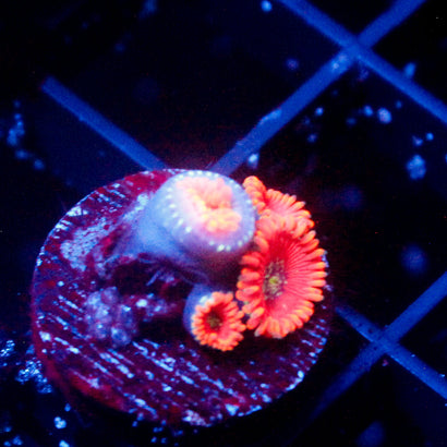 JC Magicians Zoanthid