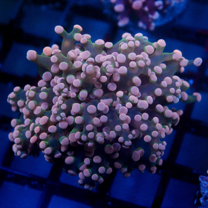 JC Pink Tip Octo