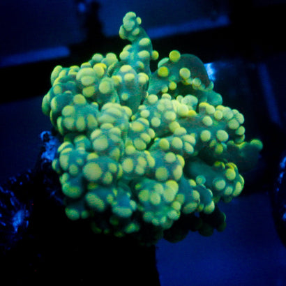 JC Green Ghoul Octo