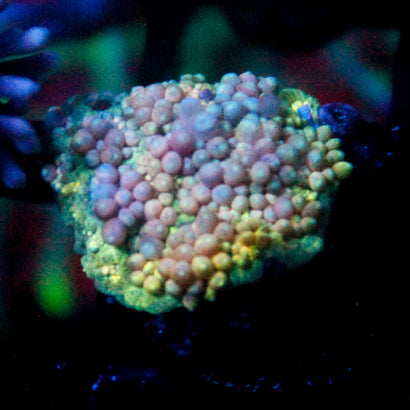 JC Bubbleyum Rainbow Goni