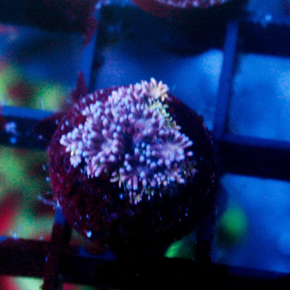 JC Purple Passion Rainbow Goni