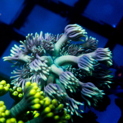 JC Purple Star Goni