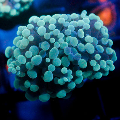 JC Teal Bicolor Frammer