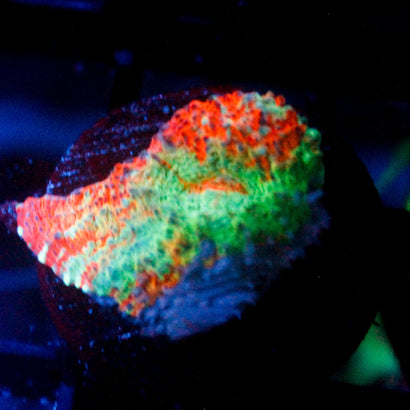 JC Apple Pickin' Chalice