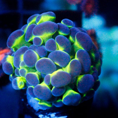 JC Bubble Blast Hammer