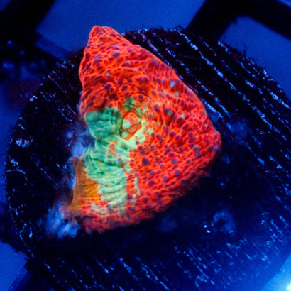 JC Two Faced Chalice