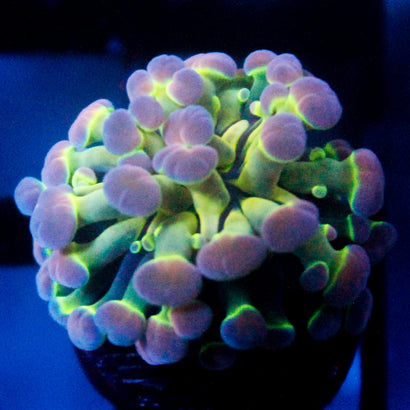 JC Ultra Hologram Hammer