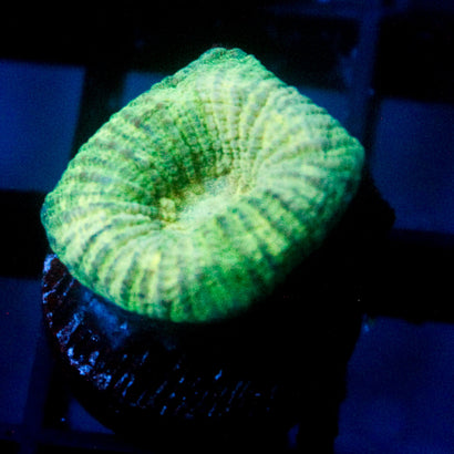 JC Neon Green Favia