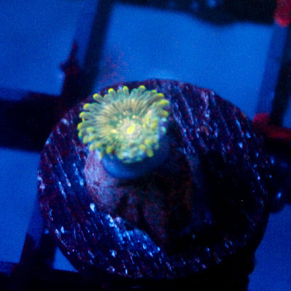 JC Utter Blue Razz Zoanthid